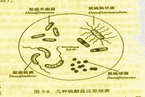 厭氧菌所致肺炎