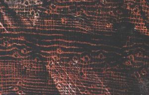 木薄壁組織束 木薄壁組織束