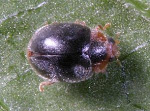 束小瓢蟲 束小瓢蟲