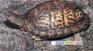 南美木紋龜 南美木紋龜