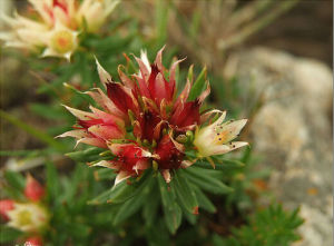 長圓紅景天 長圓紅景天