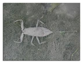 大紅娘華 大紅娘華