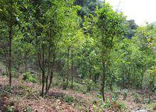 雲南普洱茶集團-會連有機茶園