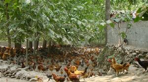 柞水縣瓦房口鎮畜牧產業——土雞