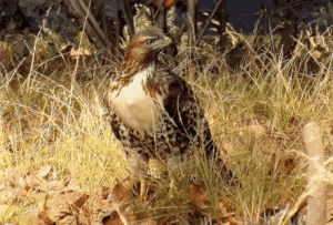 紅尾鵟大平原亞種 紅尾鵟大平原亞種