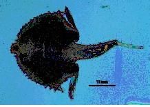 太平島鈍鯊 太平島鈍鯊