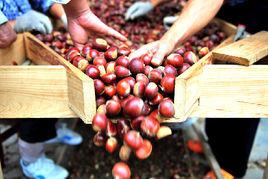 淺刺大板栗 淺刺大板栗