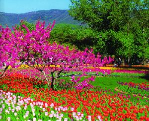 嶗山旅遊文化節