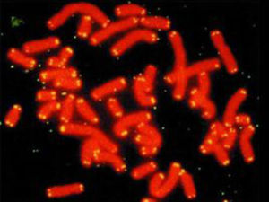非放射性雜交技術 非放射性雜交技術