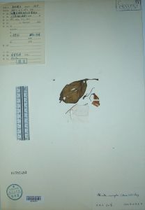 鍾冠唇柱苣苔 鍾冠唇柱苣苔