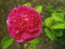 “千葉玫瑰”-百葉薔薇Rosa centifolia