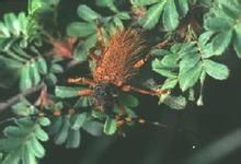 長毛天牛 長毛天牛