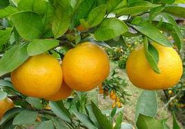 清見臍橙 清見臍橙