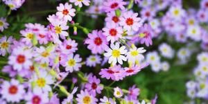 竹溪植物志 竹溪植物志