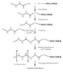 （圖）Fmoc法固相肽合成多肽鏈的主要連線是肽鍵