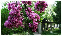 紫丁槐花 紫丁槐花