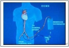血藍蛋白 血藍蛋白