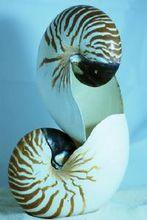 大鸚鵡螺