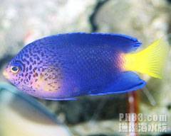 模里西斯藍仙魚