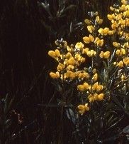 蒙古野決明 蒙古野決明