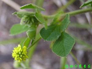 天藍苜蓿 天藍苜蓿