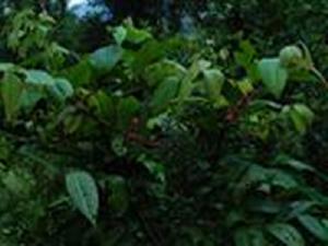 墨脫算盤子 墨脫算盤子