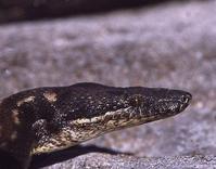 模里西斯蚺蛇 模里西斯蚺蛇