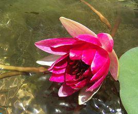 睡蓮的根莖類型 睡蓮的根莖類型