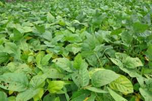 長江春2號 長江春2號