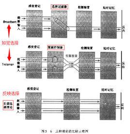 後期選擇理論 後期選擇理論
