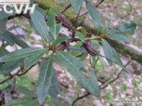 椿年杜鵑 椿年杜鵑