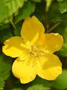 山吹[日語詞語]