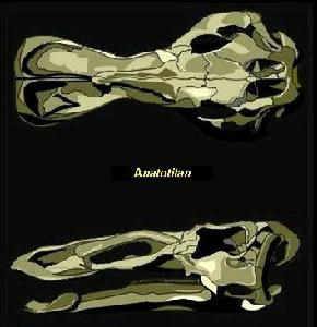 大鴨龍的骨骼模擬圖