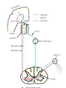 感覺傳到路徑圖