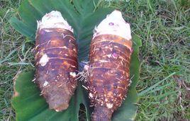 張溪香芋 張溪香芋