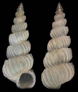 費氏海螄螺 費氏海螄螺