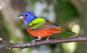 麗色彩鵐 麗色彩鵐