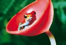 紅帶箭毒蛙 紅帶箭毒蛙