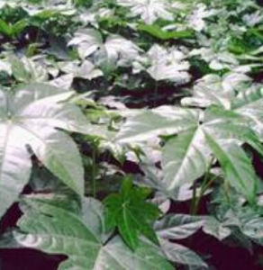 耐蔭植物 耐蔭植物