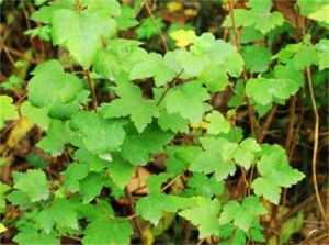 曲萼茶藨子 曲萼茶藨子