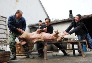 《殺年豬》 《殺年豬》