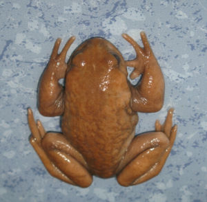 刺胸齒突蟾 刺胸齒突蟾