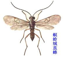 螟蛉絨繭蜂 螟蛉絨繭蜂