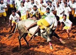 印度馴牛節 印度馴牛節