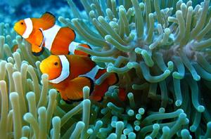 熱帶魚[熱帶水域生活魚類總稱]