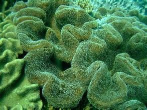 聚集葉形軟珊瑚