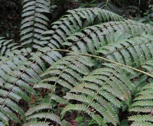 粗糙短腸蕨 粗糙短腸蕨