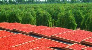 萬畝枸杞觀光園 萬畝枸杞觀光園