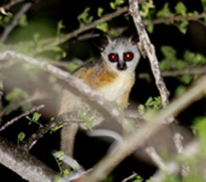 索馬里嬰猴 索馬里嬰猴
