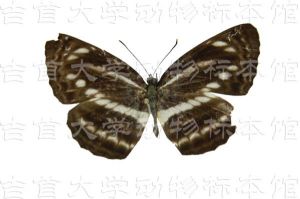 娜環蛺蝶 娜環蛺蝶